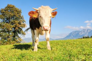Helfer Bauernhof gesucht – Milchmarkt und Mengensteuerung