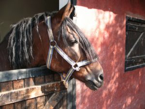 Helfer Pferdestall – Weg zum selbständigen Pferdezüchter