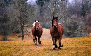 Pferdepfleger Vermittlung – Pferd ruhig zum stehen bringen