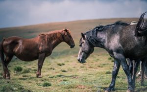 Pferdepfleger für Stallarbeit – Pferd richtig füttern