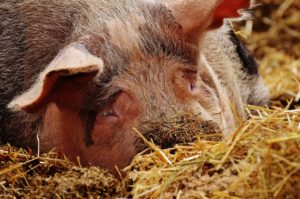 Schweinezucht Helfer – Erfahrung Schweine-Kastration