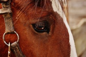 Stallhelfer gesucht – Blockaden bei Pferden vorbeugen