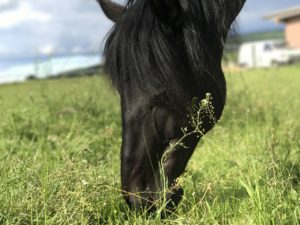 Pferdepfleger Aufgaben – wissenswertes über Pferde Ernährung