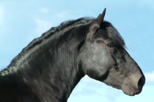 Stellengesuch Pferdepfleger sucht Arbeit- Pferdetherapie und Gesichtsmassage