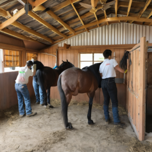 Stallhilfe auf dem Bauernhof